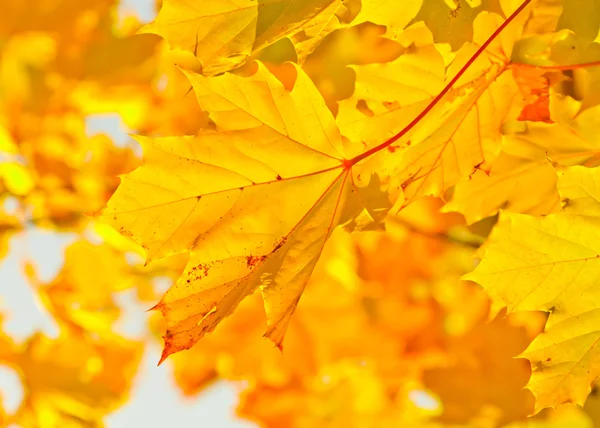 Folhas de bordo amarelo outono na luz solar — Fotografia de Stock