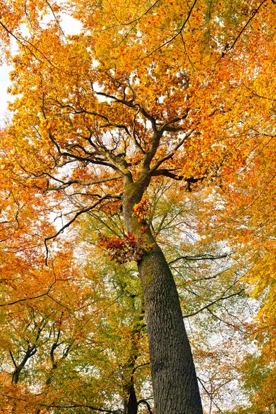 Барвисте осіннє дубове дерево — стокове фото