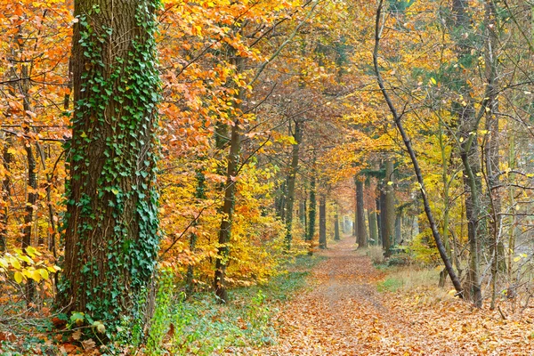 秋の公園 — ストック写真