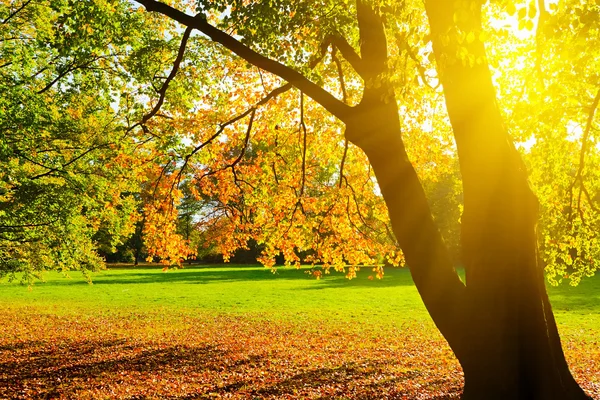 stock image Sunlighted yellow autumn tree in a park