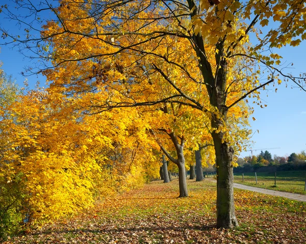 Барвисті осінні кленові дерева — стокове фото