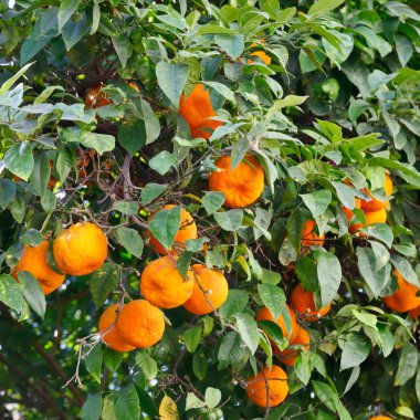Oranges on orange tree clipart