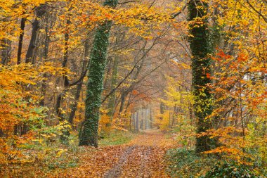 Pathway in autumn park clipart