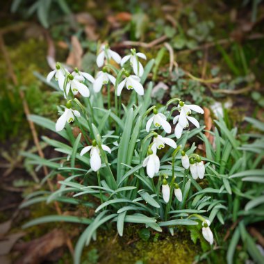 Close up of wild primrose flowers clipart