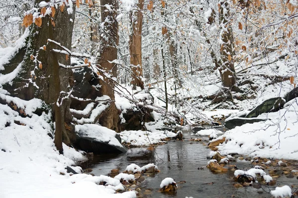 Winter in washington dc, rock creek park — Stockfoto