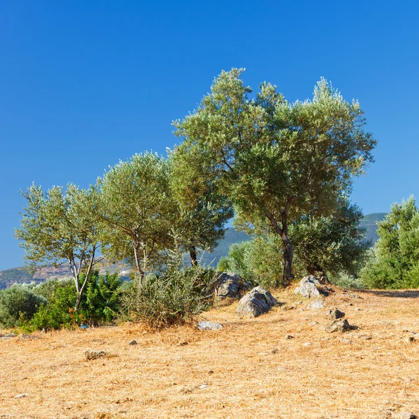 जुन्या खंडीत वाढणारी ऑलिव्ह झाडे, ग्रीस — स्टॉक फोटो, इमेज