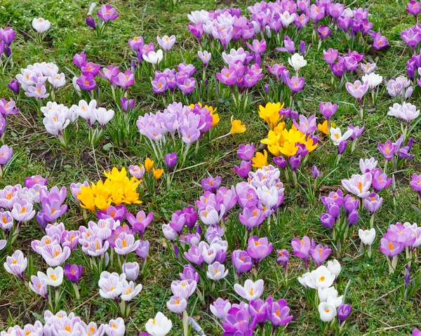 Wild geel, paars en wit crocus bloemen — Stockfoto