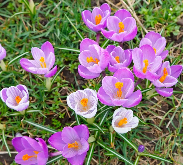 Detail divoký šafrán květin — Stock fotografie