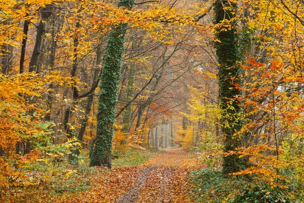 秋天公园的小径 — 图库照片