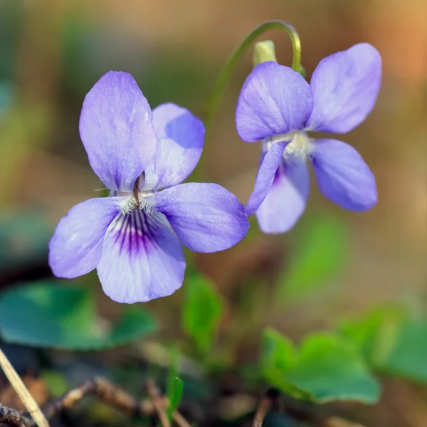 Close-up of wild blue flower — Stock Photo, Image