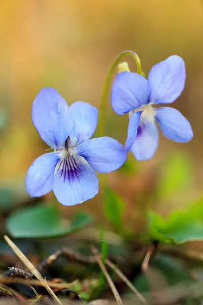 Gros plan sur la fleur bleue sauvage — Photo