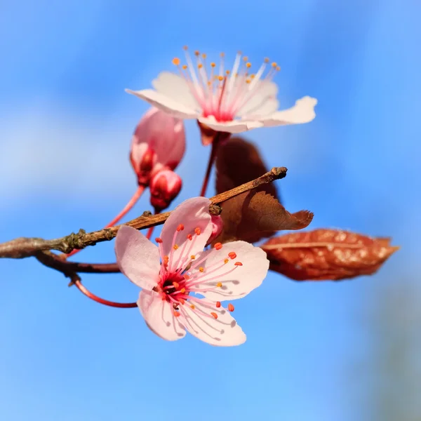 開花桜のクローズ アップ — ストック写真