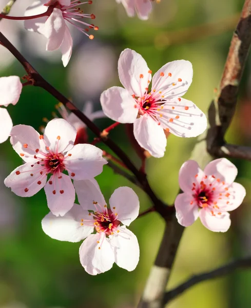 Virágzó cseresznye közelről — Stock Fotó