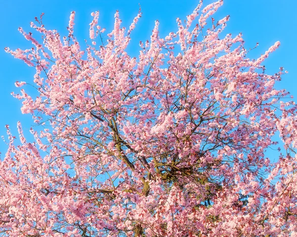 stock image Blooming sakura over blue sky