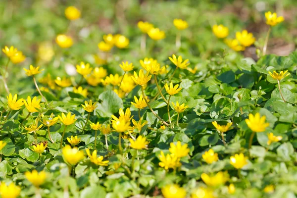 Pequeñas flores amarillas — Foto de Stock