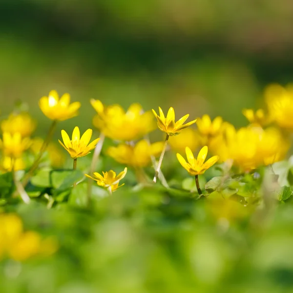 Primer plano de las flores amarillas — Foto de Stock