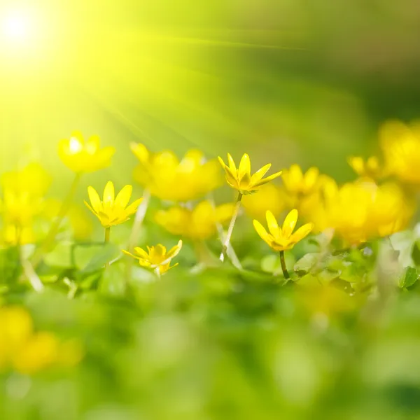 Miękkie zbliżenie ostrości żółtych kwiatów — Zdjęcie stockowe