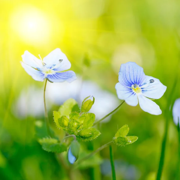 Image lumineuse de petite fleur bleue — Photo