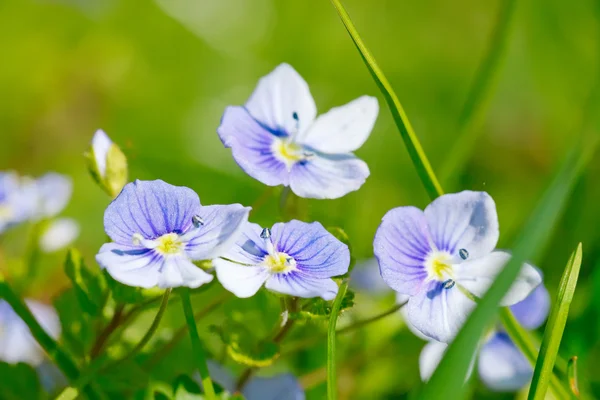 Primer plano de la flor azul — Foto de Stock