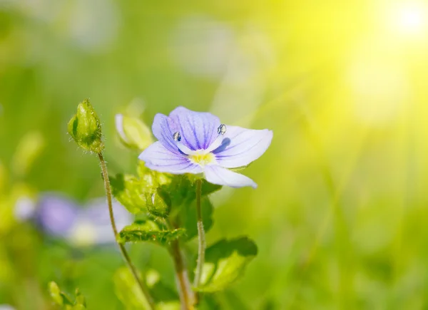 Мягкий фокус крупным планом голубого цветка — стоковое фото