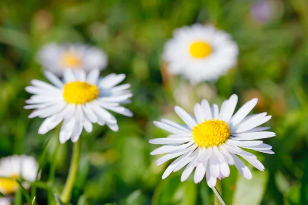 Close-up of daisy flowers — Stock Photo, Image