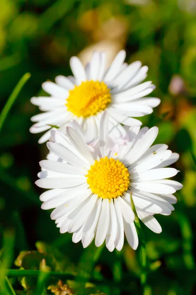 Close-up de flores de margarida — Fotografia de Stock