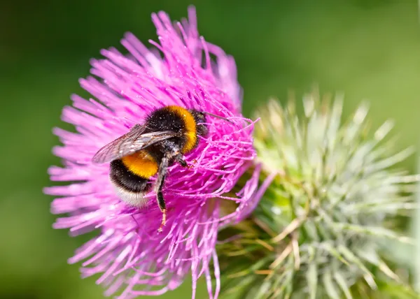 Yaban arısı pembe çiçekten polen topluyor — Stok fotoğraf