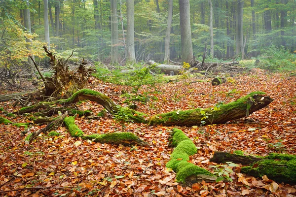 Mistige dag in de herfst bos — Stockfoto