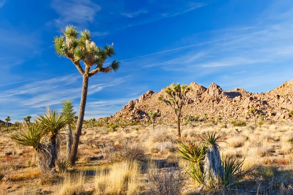 Parque Nacional Joshua Tree, Deserto de Mojave, Califórnia — Fotografia de Stock