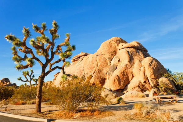 Джошуа дерева до національного парку пустелі Мохаве, Каліфорнія — стокове фото