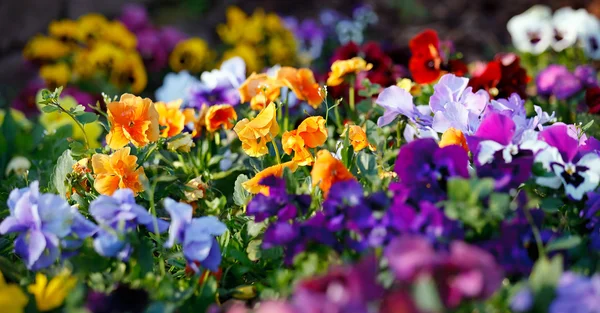 Multicolored violet flowers — Stock Photo, Image