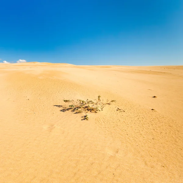Pianta in un deserto — Foto Stock