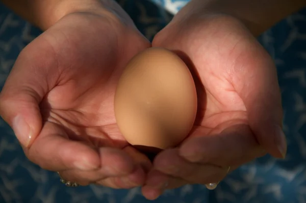 Egg in Hand — Stock Photo, Image