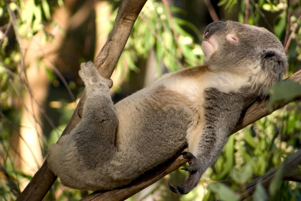 Tembel koala — Stok fotoğraf