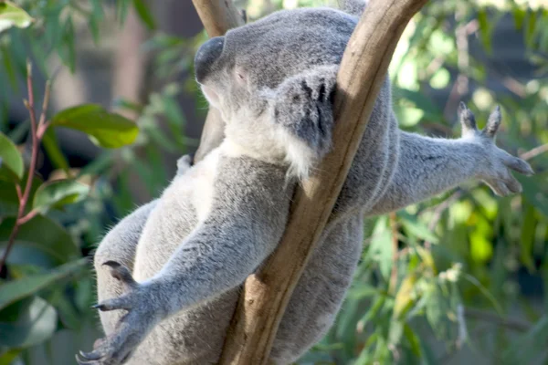 Fauler Koala lizenzfreie Stockbilder