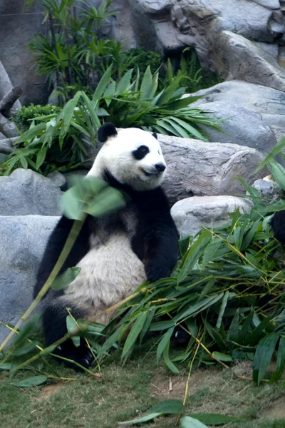 Oso Panda —  Fotos de Stock