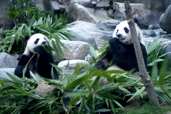 Panda ayıları — Stok fotoğraf