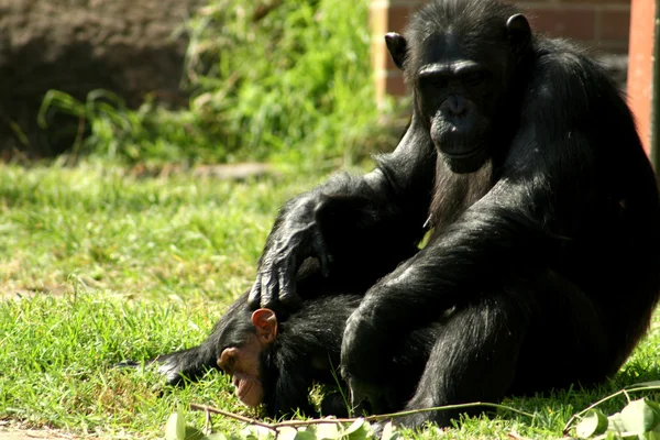 Chimpanze — Stock fotografie