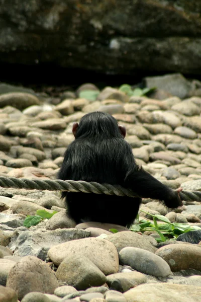 Chimpanze — 图库照片