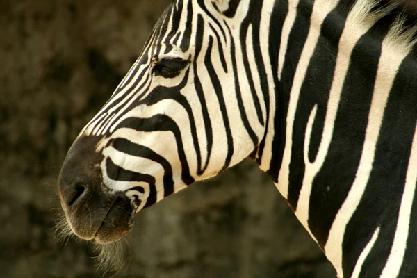 Bir zebra — Stok fotoğraf