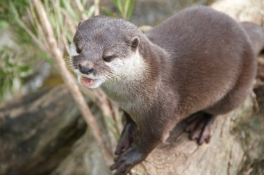 Otter At Play