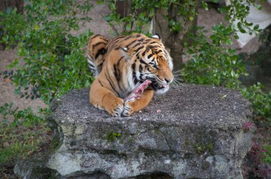 A Tiger Feeding clipart