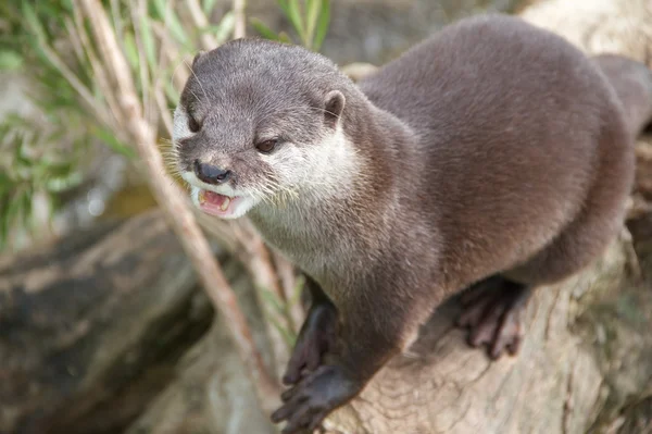 Otter At Play — Stock Photo, Image