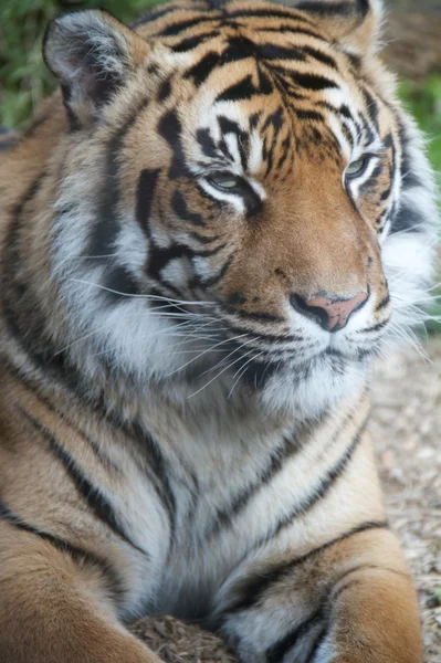 Tigerporträt — Stockfoto