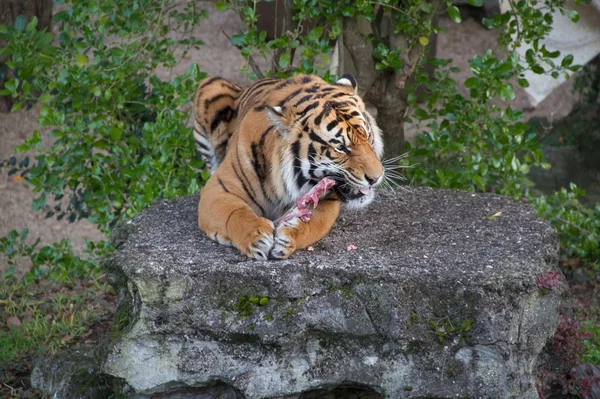 Ein Tigerfutter — Stockfoto