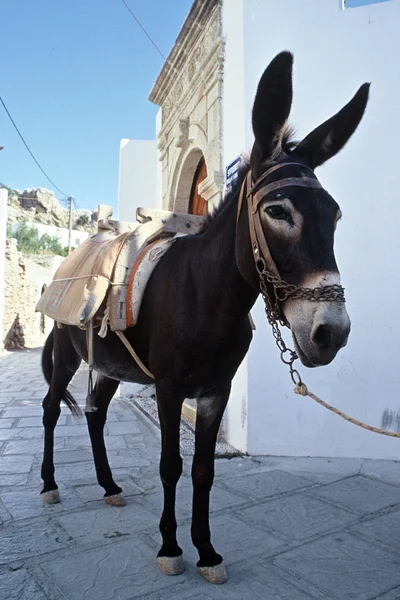 Greek Donkey — Stock Photo, Image