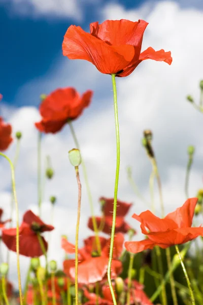 Red poppies with sky on background