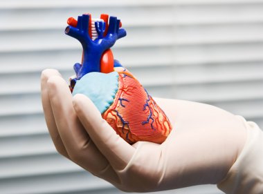 Human heart in doctor's hand clipart