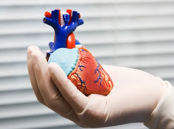 Coração humano na mão do médico — Fotografia de Stock