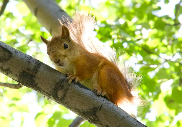 Squirrel at tree — Stock Photo, Image